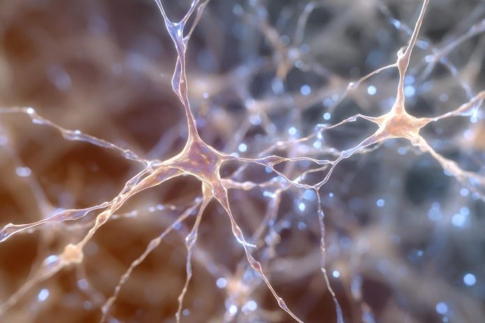 Türkiye'de İlk Hayvan Deneyisiz Mini Beyin Üretilecek