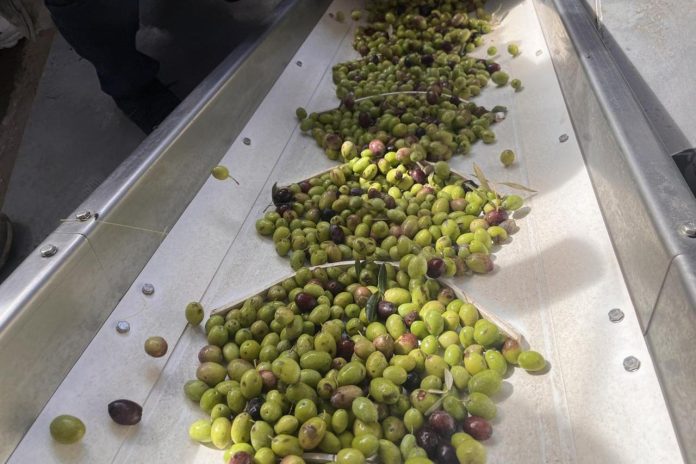 Türkiye'de Zeytinyağı Fiyatları Yüzde 60 Arttı Gerçek Sıvı Altın